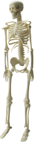 Esqueleto PNG