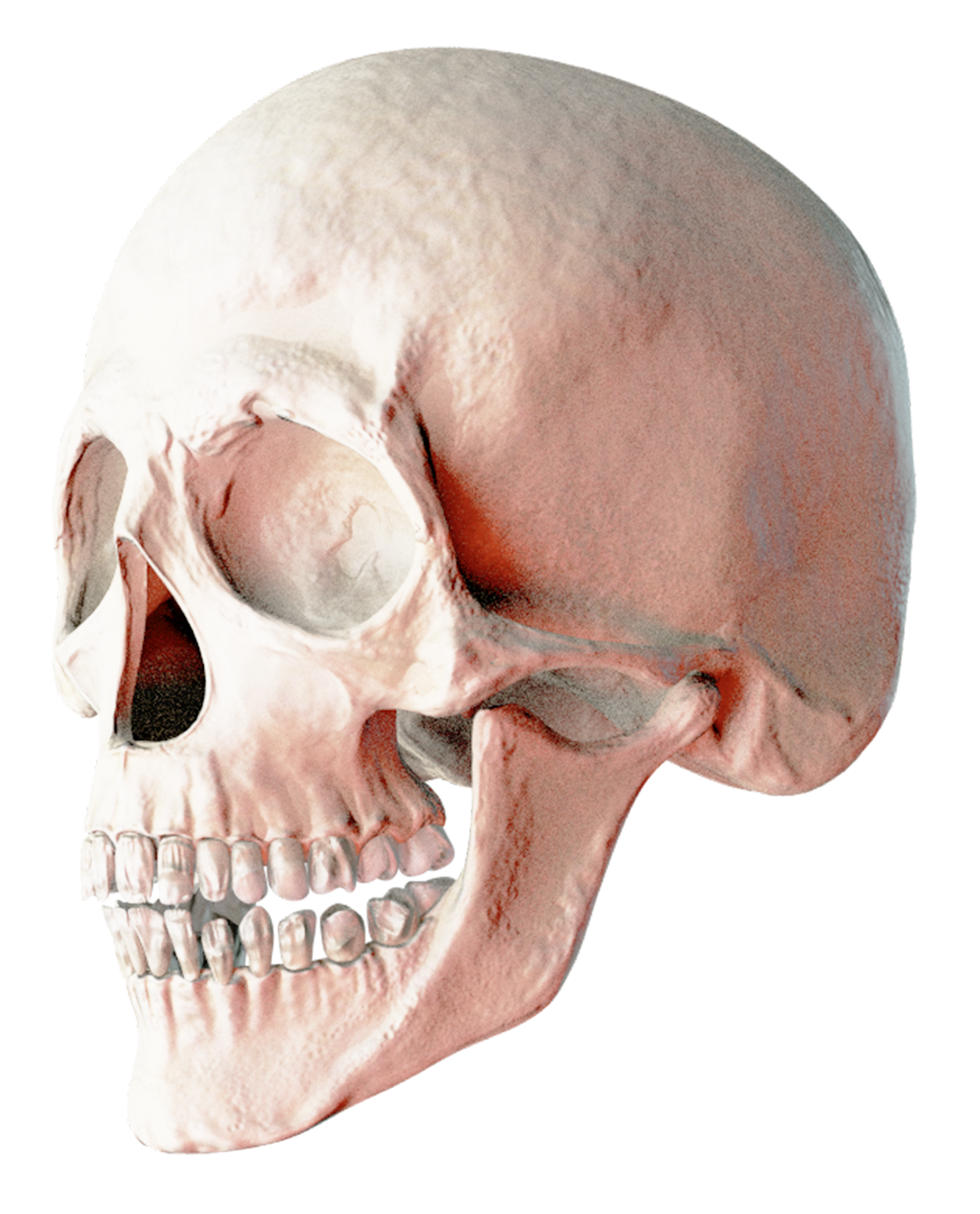 Skull PNG