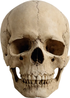 Skull PNG image