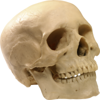 Skull PNG image