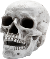 Skull PNG image