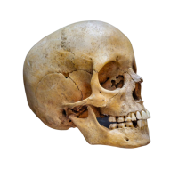 Skull PNG image