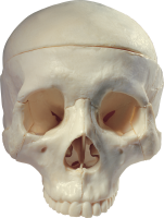 Skull PNG image