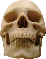 Skull PNG image