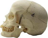 Skull PNG image