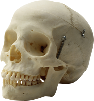 Skull PNG image