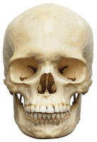 Cráneo PNG