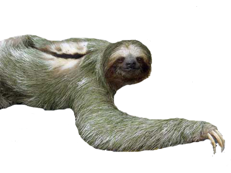 Ленивец PNG