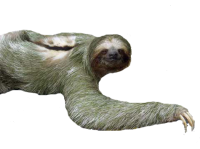 Ленивец PNG