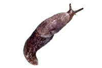 Slug PNG