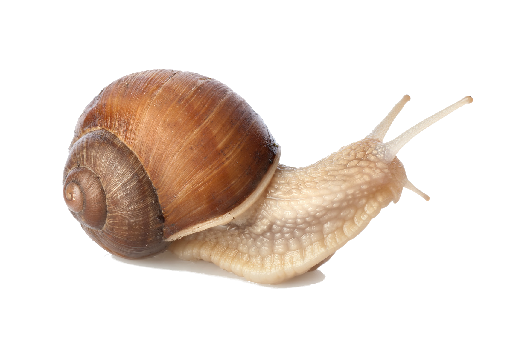 Snail PNG