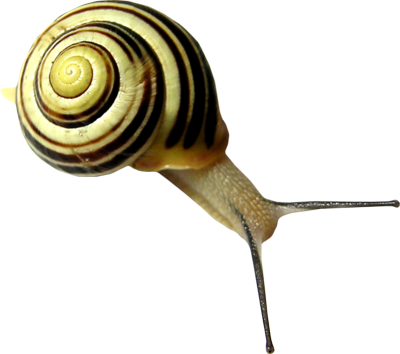 Snails PNG images Download
