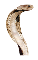 Змея кобра PNG фото