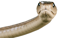 Змея голова PNG фото