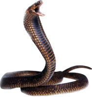 Cobra snake PNG image, free download picture