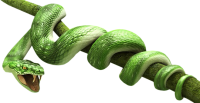 Green snake PNG image