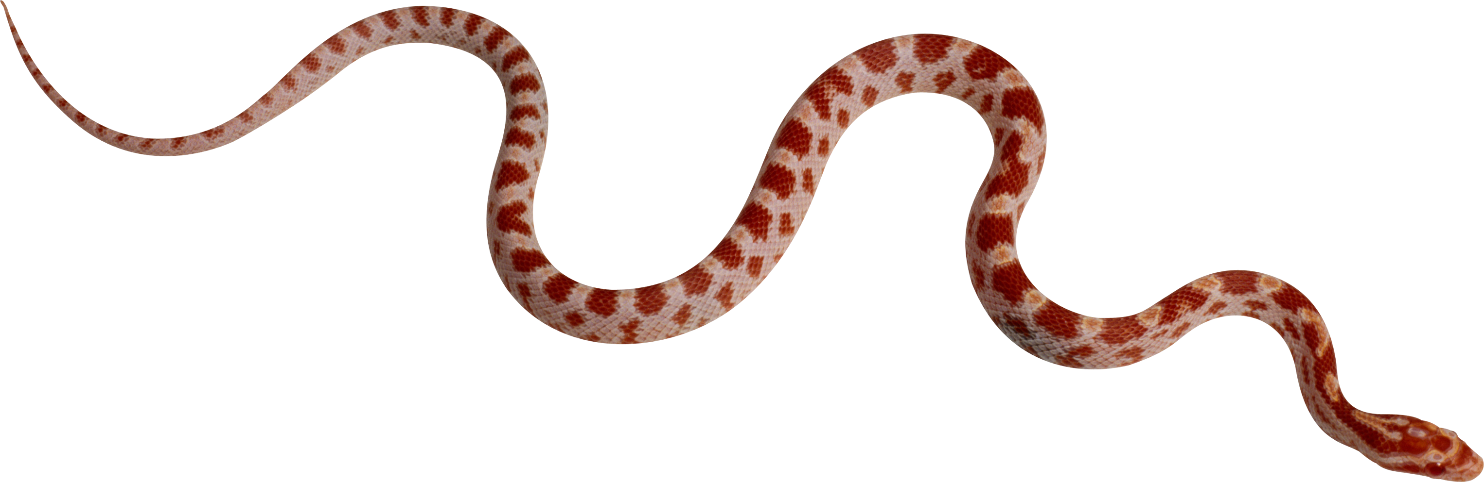 snake png