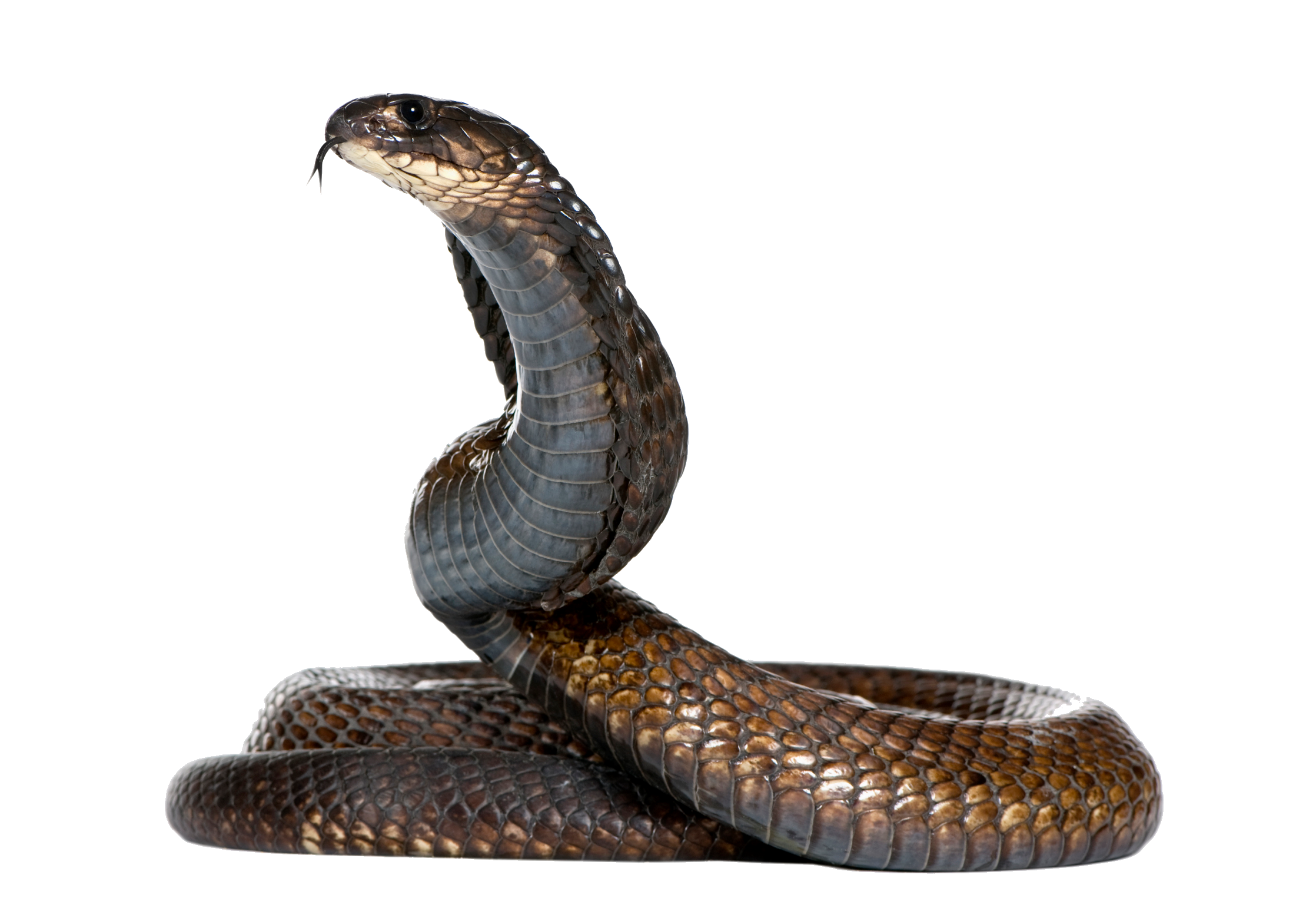 Cobra snake PNG image