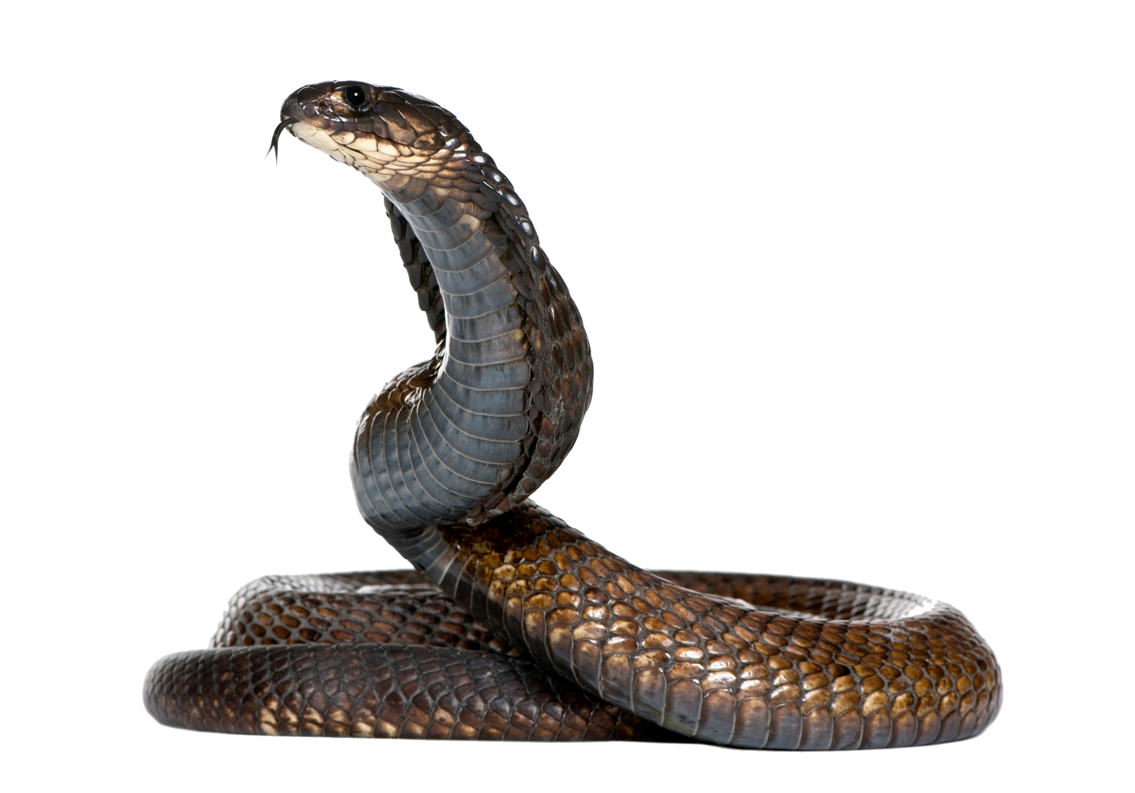 Serpiente PNG