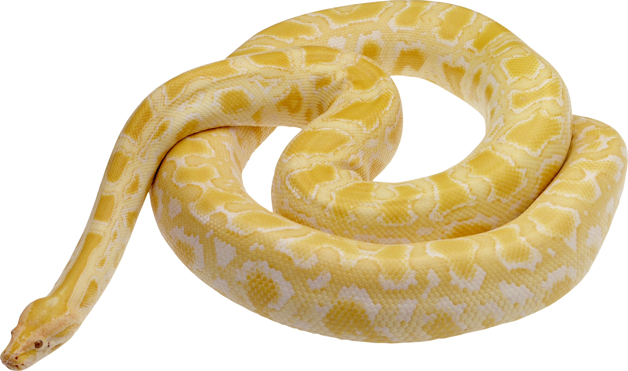 Желтая змея PNG фото