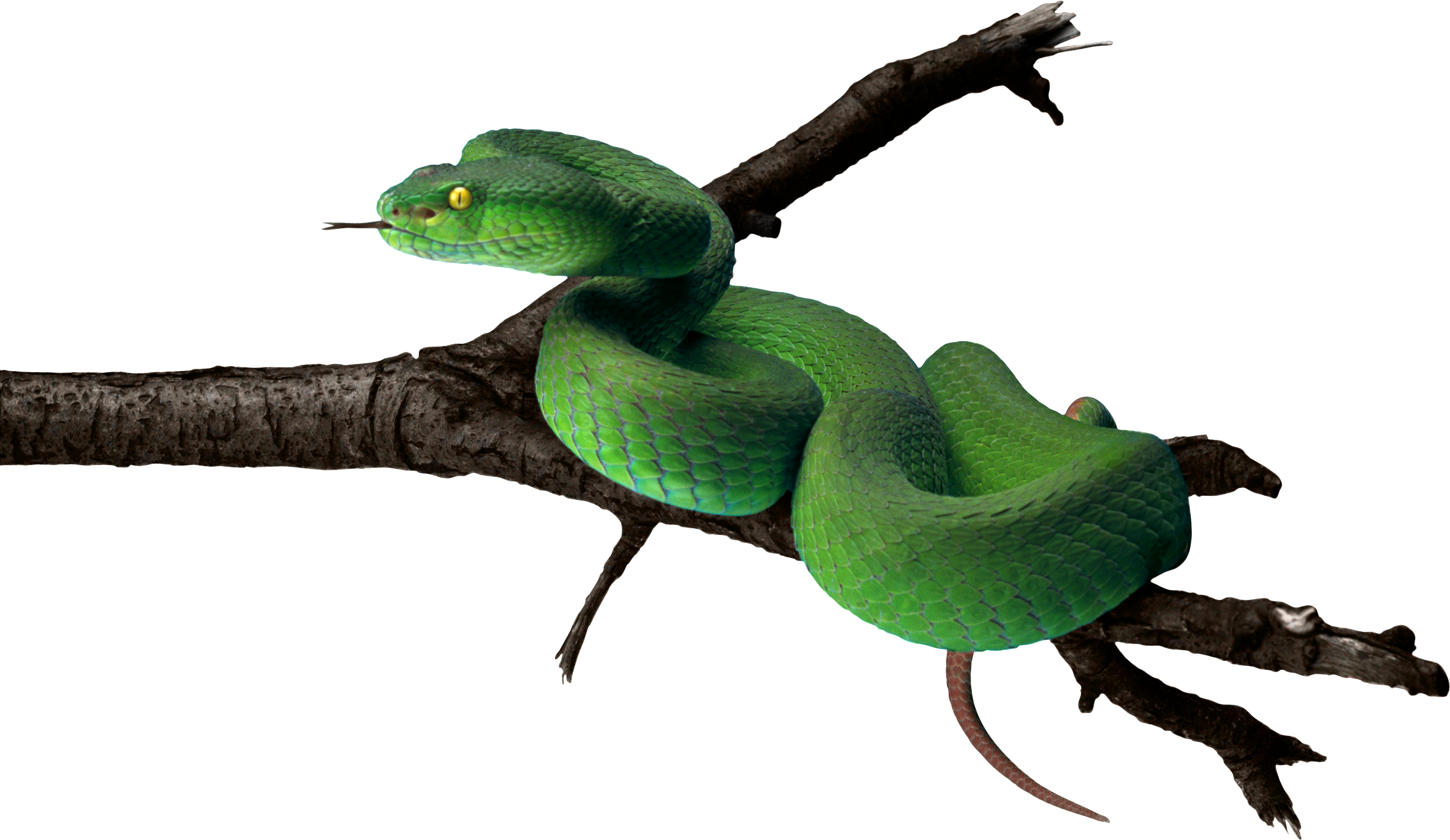 Зеленая змея PNG фото