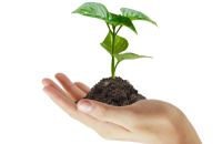 Soil in hand PNG 