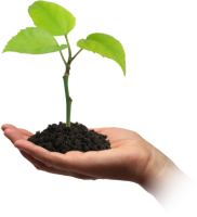 Soil in hand PNG 