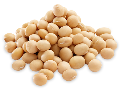 Soybean PNG images