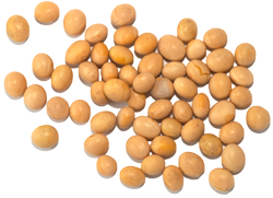 Soybean PNG