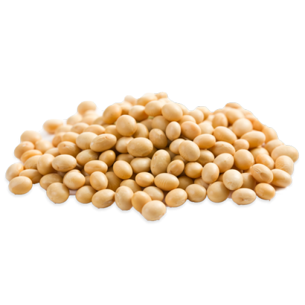 Soybean PNG