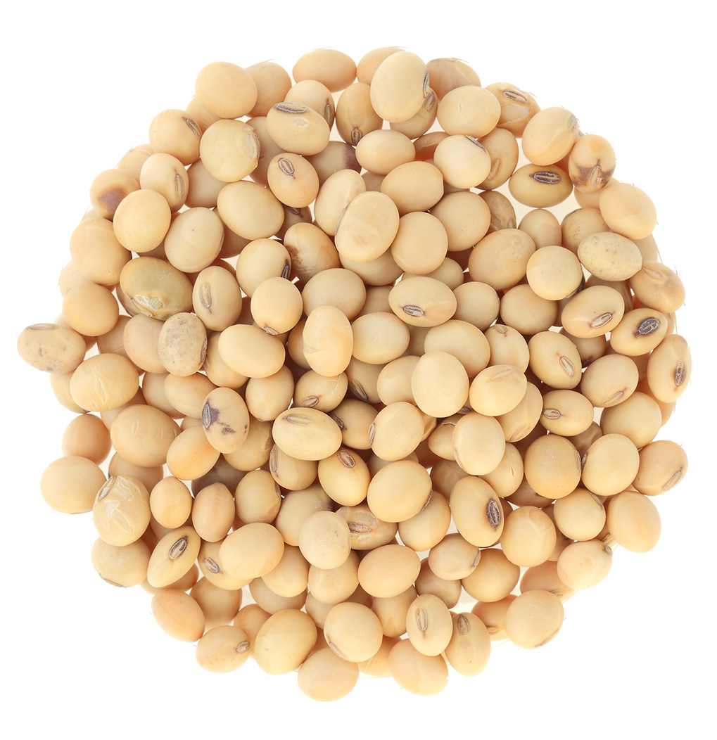 Soybean PNG images free download