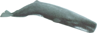 Sperm whale PNG