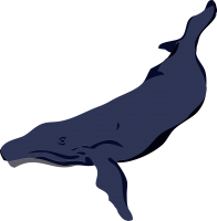 Sperm whale PNG