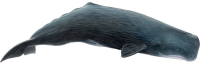 Cachalote PNG