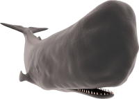 Sperm whale PNG image transparent
