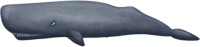 cachalot, sperm whale PNG image