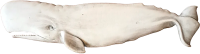 cachalot, sperm whale PNG