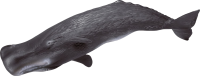 Sperm whale image PNG