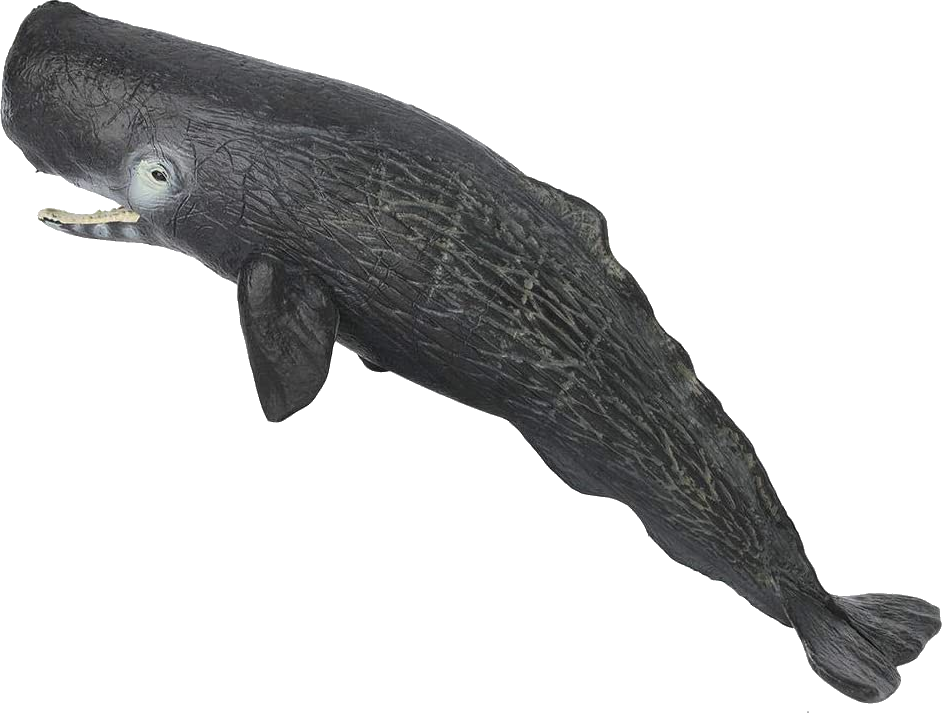 Sperm whale PNG transparent