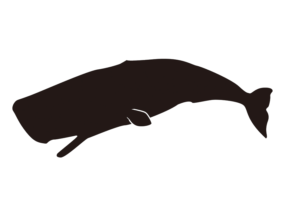 Sperm whale PNG picture