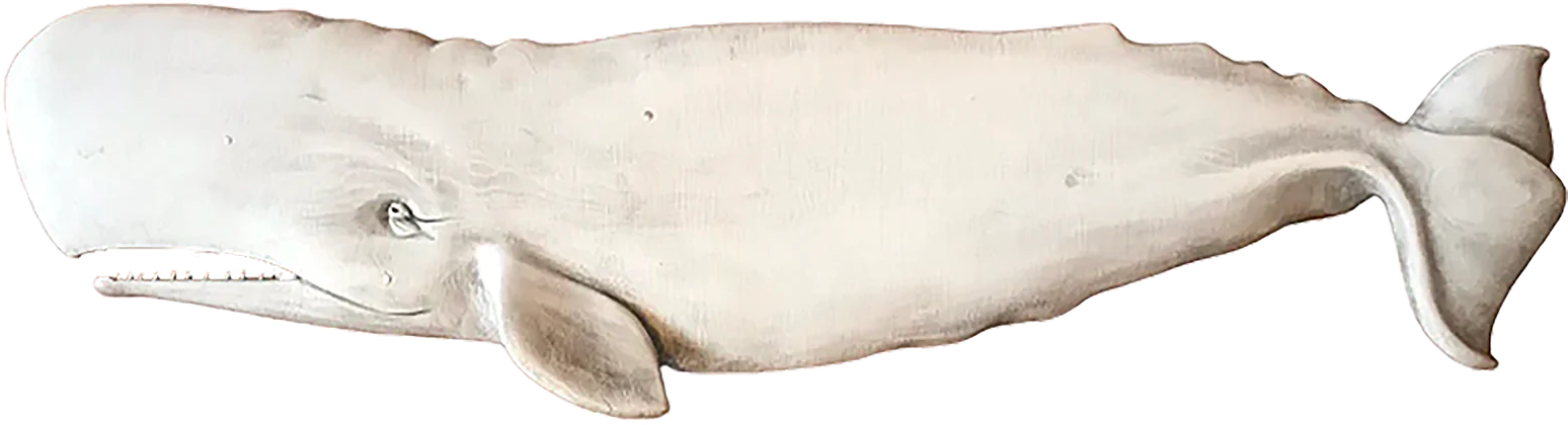 cachalot, sperm whale PNG