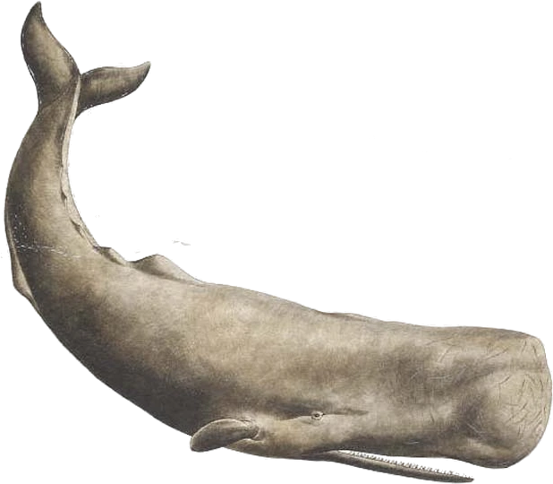 Sperm whale PNG cachalot