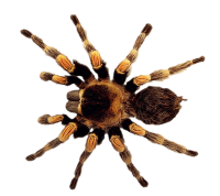 Spider PNG image
