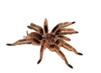Spider PNG image