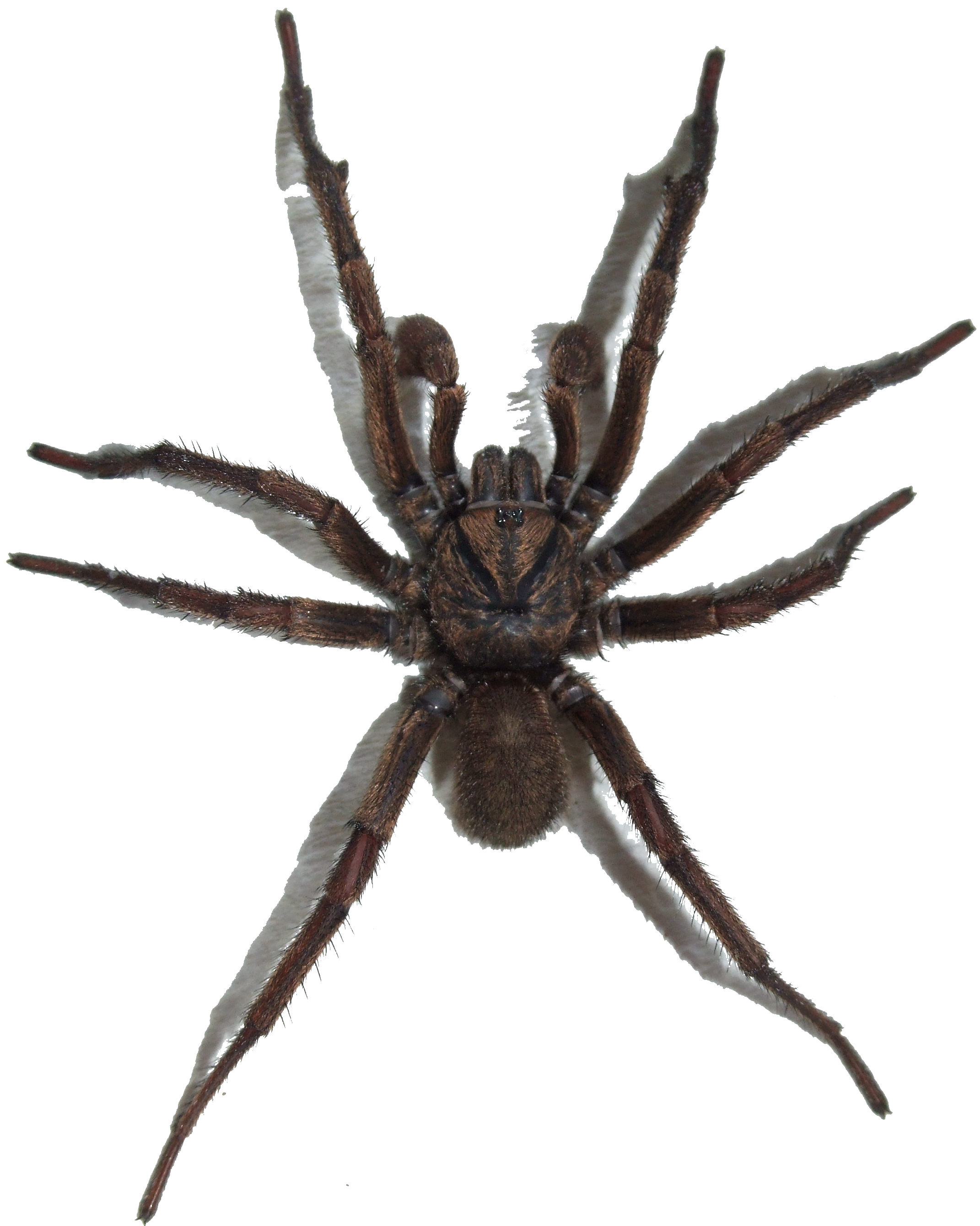 Spider PNG images 