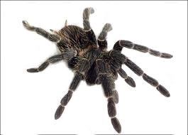 Spider PNG images 