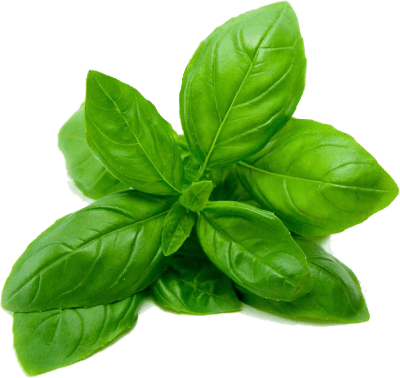 Spinach PNG