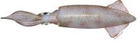 Squid PNG