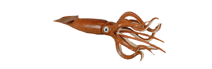 Squid PNG images Download