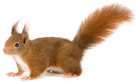 Squirrel PNG